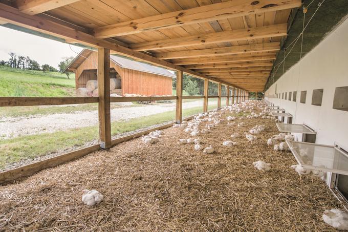 Kupci in tudi rejci so ga odlično sprejeli, zato si želijo v prihodnosti v Perutnini Ptuj v celoti preiti na nov način reje. | Foto: 