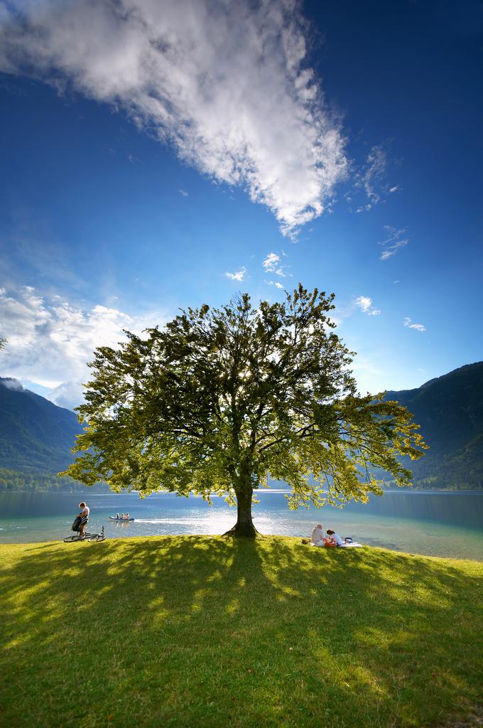 Edistveni prizor bohinjske bukve fotografa Tomo Jeseničnika, ki je postala ena od ikonografskih podob Slovenije. | Foto: Tomo Jeseničnik (www.slovenia.info)