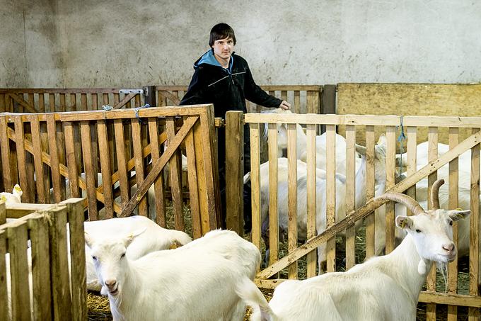 Jože v prihodnjih tednih pričakuje okoli 26 mladičkov. | Foto: Ana Kovač