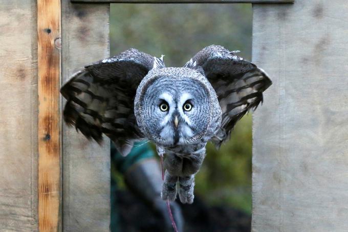 Leto in pol stara sova vzleta v zavetišču za živali v ruskem mestu Krasnojarsk, kjer preučujejo in vzgajajo ogrožene divje živali, oktober 2017.  | Foto: Reuters