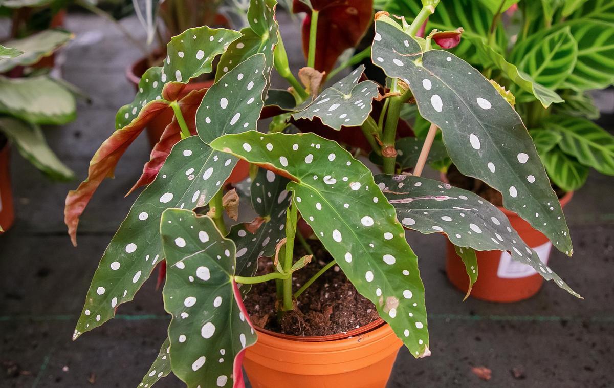 begonia maculata | Foto Getty Images