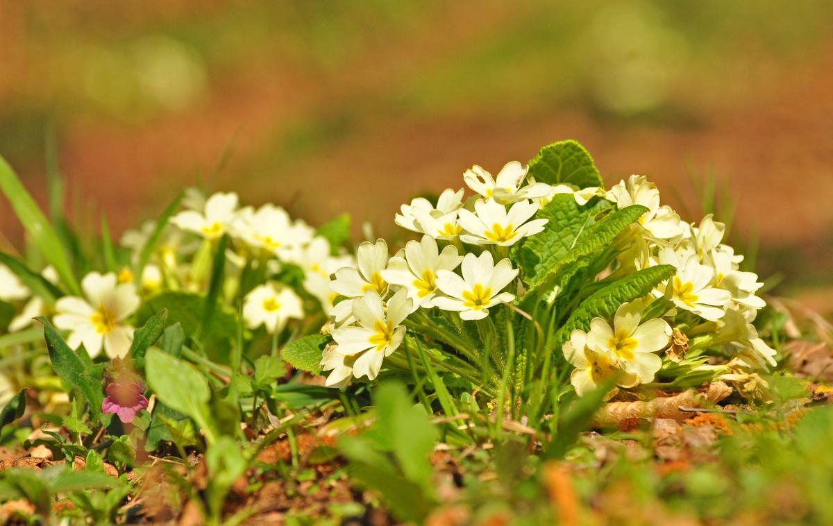 trobentice | Foto Thinkstock