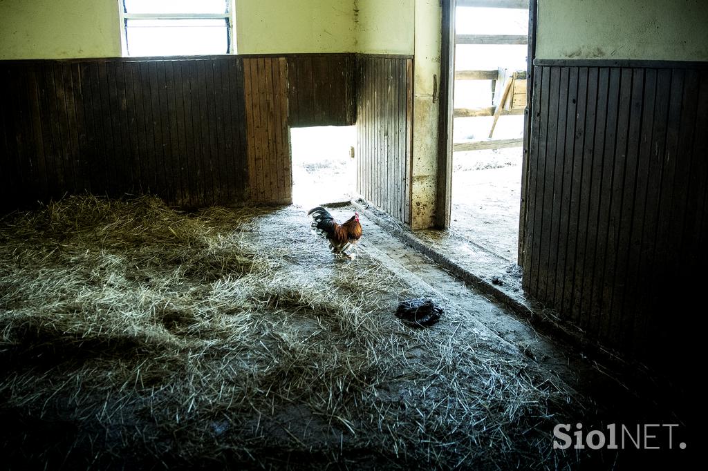 Stanko Valpatič ekološka kmetija vegan veganski izdelki Za naravo Društvo za osvoboditev živali krava veganstvo hrana