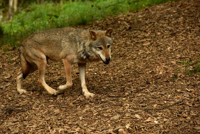 "Povezave med konflikti in številčnostjo še zdaleč niso neposredne in sorazmerne in za zajezitev trenutnih konfliktov tako drastični ukrepi niso potrebni niti ne bi bili učinkoviti," pišejo strokovnjaki. | Foto: STA ,