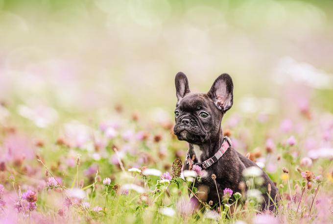 Francoski buldog | Foto: Shutterstock