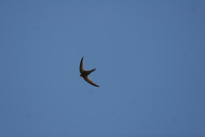 Bledi hudournik (Apus pallidus) je v Sloveniji izredno redek gost, njegov sorodnik hudournik (Apus apus), včasih znan kot črni hudournik ali navadni hudournik, pa je pogosta gnezdilka v Sloveniji. Sta si pa izredno podobna in ju je zelo težko ločiti, posebej ob slabših opazovalnih pogojih, kot je difuzna svetloba. To so izredno hitre ptice, ki jih je težko fotografirati, zato je malo fotografij z njimi. | Foto: Borut Rubinić DOPPS