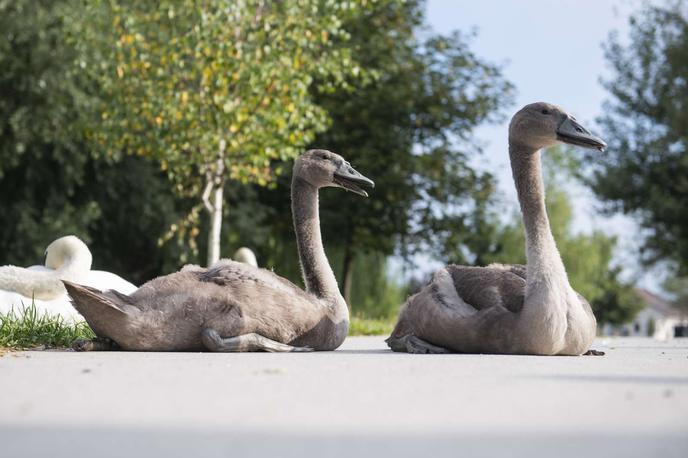 ptičja gripa, labod | Ptičjo gripo so potrdili pri dveh labodih v Mestni občini Ljubljana. | Foto STA