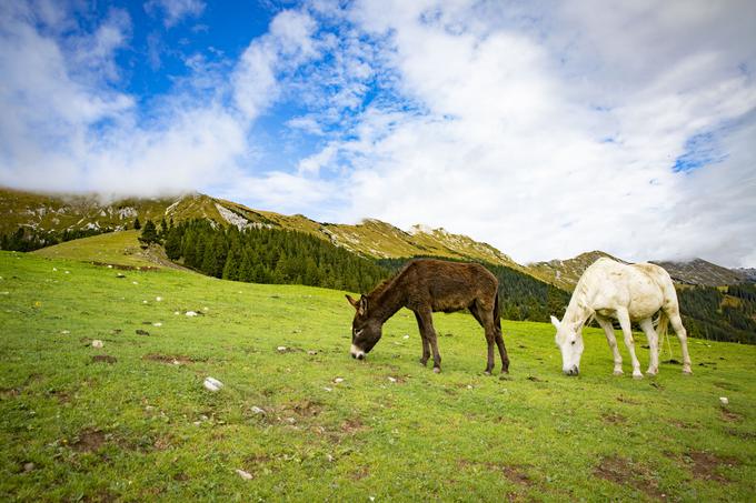 Narava v bližini doma na Kofcah | Foto: Bojan Puhek