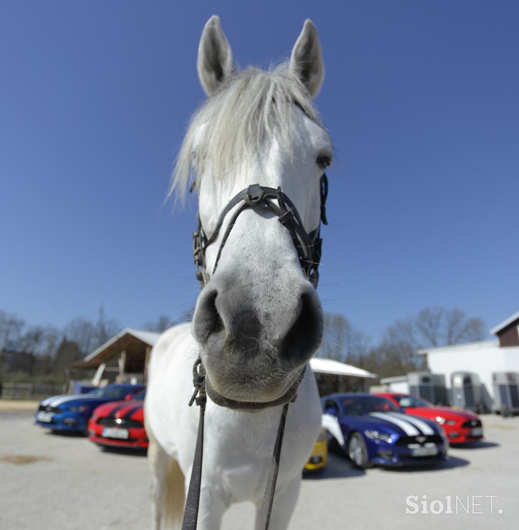 Ford2 dirka pony mustang