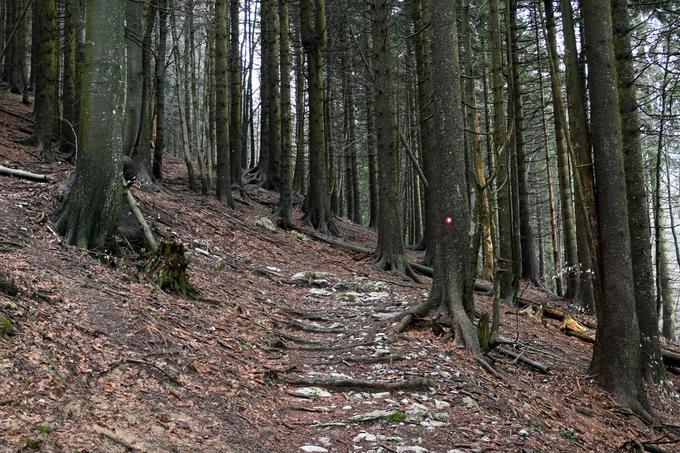 Vzpon po severnem pobočju s Petrovega Brda | Foto: Matej Podgoršek