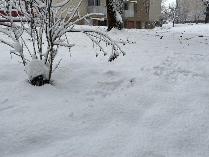 Snežna odeja v Novem mestu | Foto: Š. L.