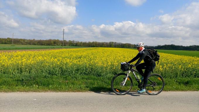 Fotogenični nasadi oljne repice. | Foto: 