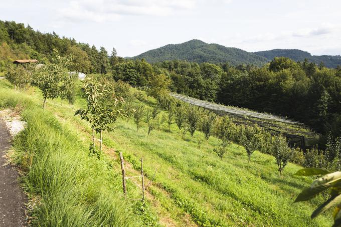 Cesto do sadovnjakov in njiv so asfaltirali letos, da se ne kadi več, ko se vozijo po njej.  | Foto: Bojan Puhek