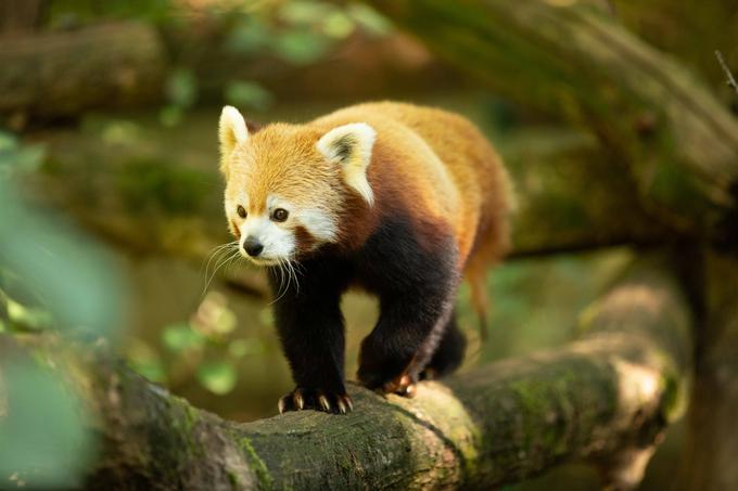 Mačji panda Magu | Foto: ZOO Ljubljana