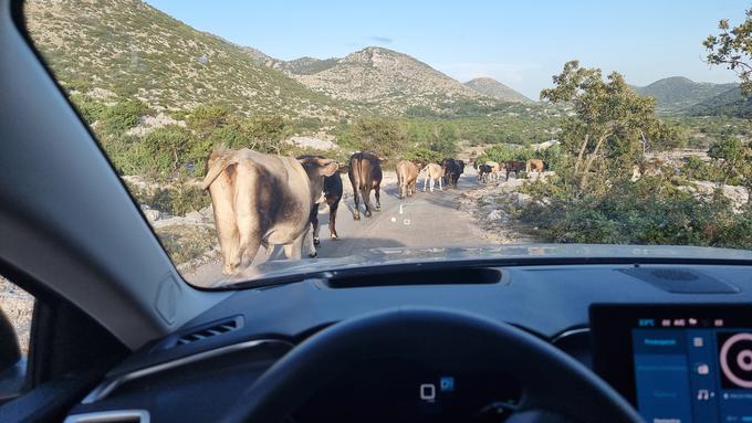 Biokovo cesta | Foto: Metka Prezelj