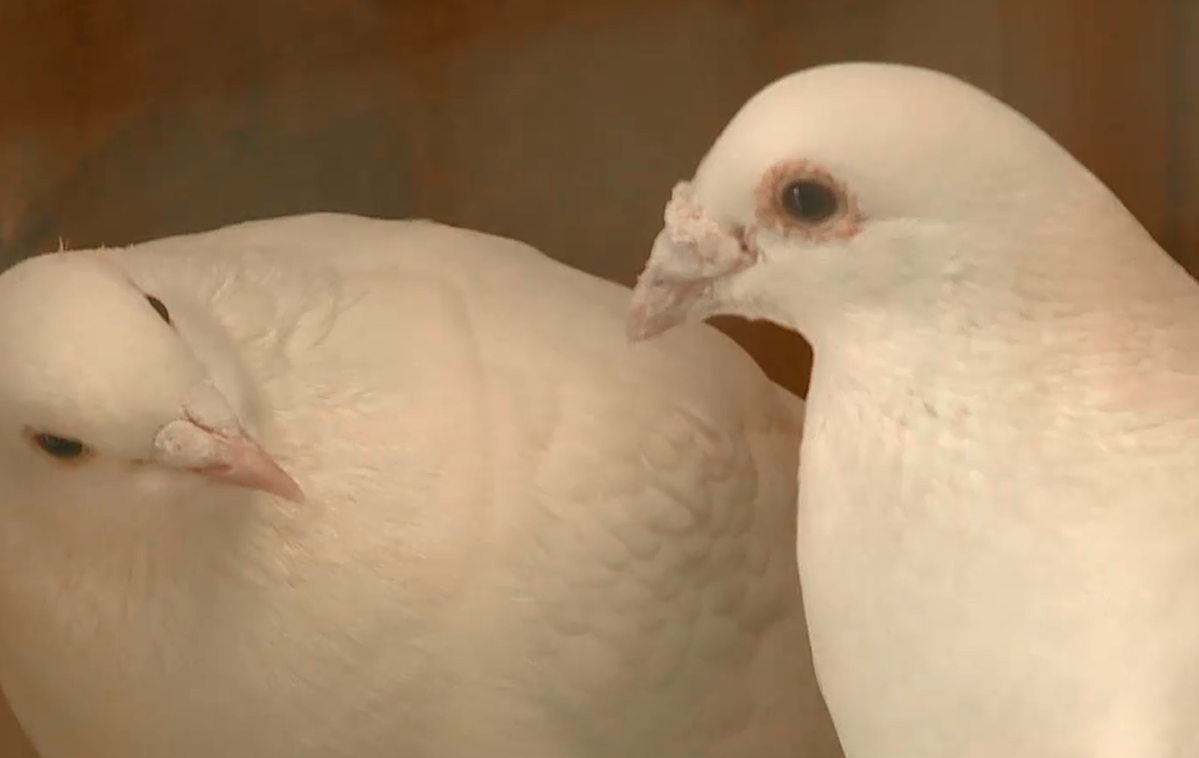 Golobja pošta 2 | Foto Planet TV