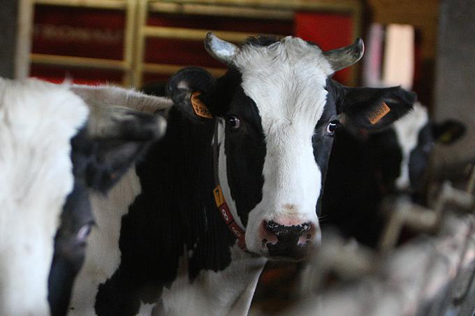 Živinoreja je ena od svetlih točk slovenske samooskrbe. | Foto: Ana Kovač