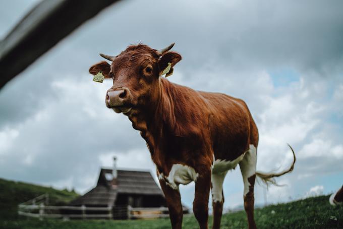 Viki Lešnjak Velika planina | Foto: Jan Lukanović