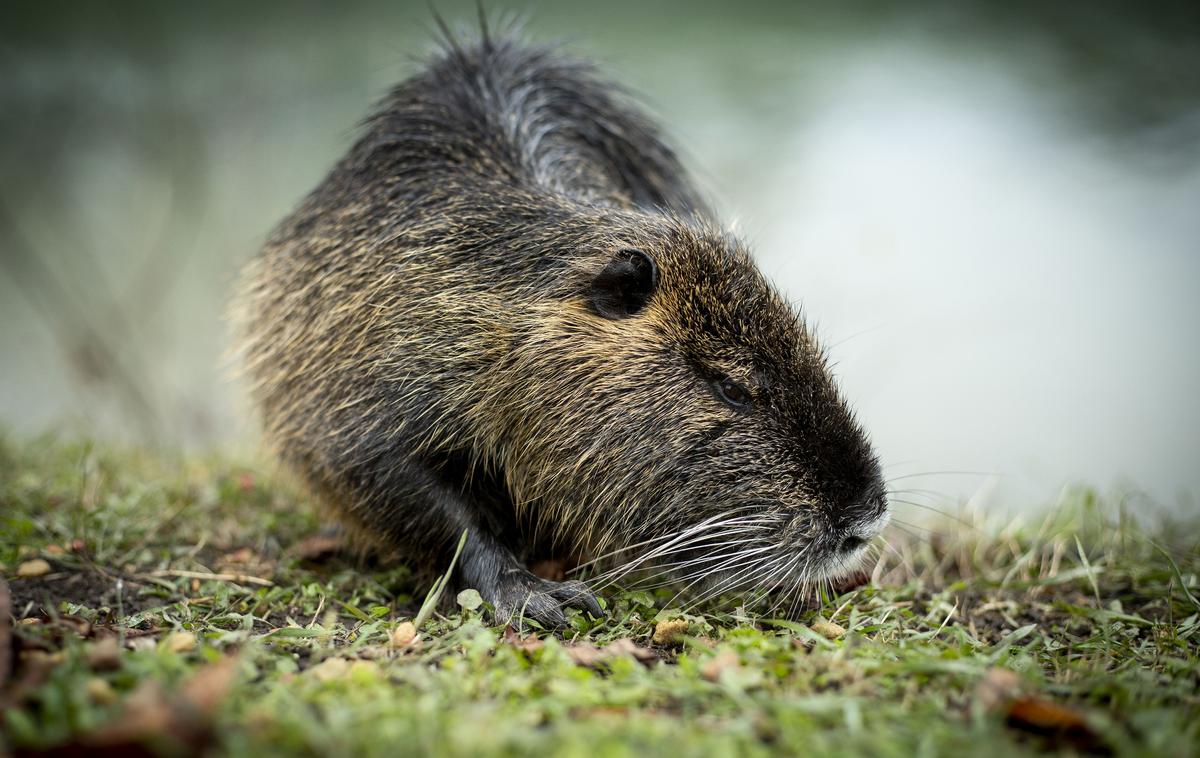 nutrija | Nameravni odlov nutrij na območju krajinskega parka Ljubljansko barje je sicer v zadnjih tednih v delu javnosti naletel tudi na odzive neodobravanja in pozive k podpisu peticije "proti poboju nutrij". | Foto Ana Kovač