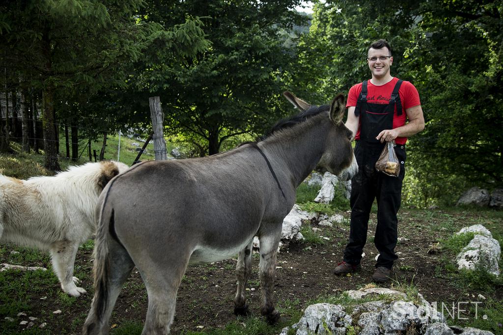 Družinska kmetija Sedmak pastirski psi tornjaki pes Pivka