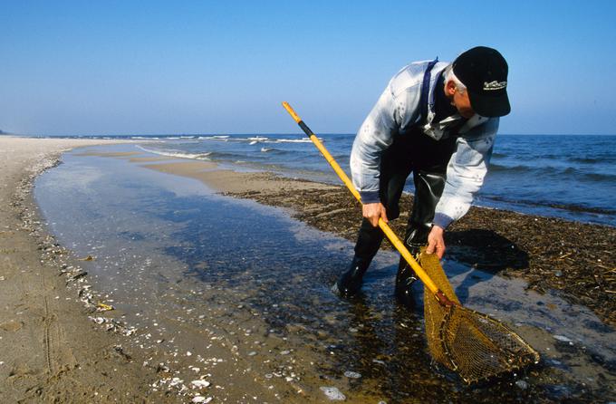 Na jantarjevi obali so ljudje že v davnini pobirali jantar, ki ga je prineslo na obalo. Na fotografiji vidimo zbiranje jantarja na obali Stegna, ki leži zahodno od Gdanska. | Foto: Guliverimage/Vladimir Fedorenko