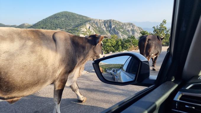 Biokovo cesta | Foto: Metka Prezelj