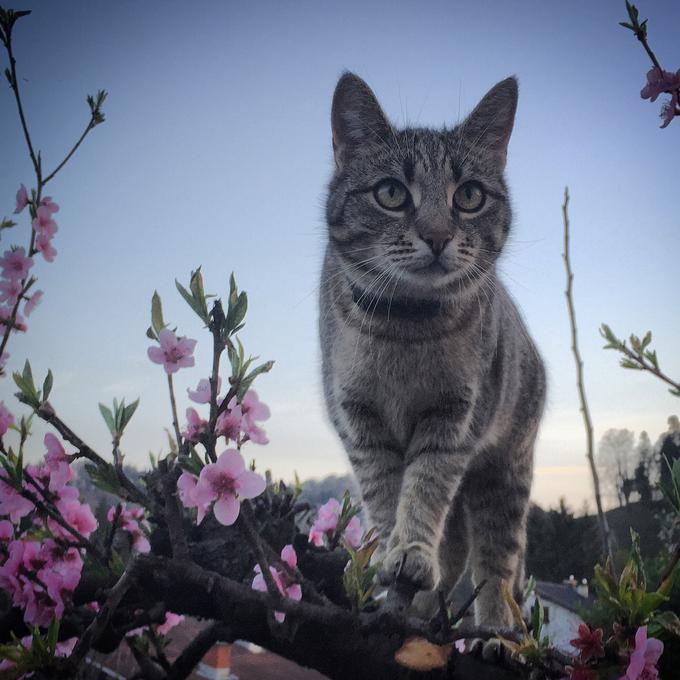 Če nič drugega, je morda prav mačja glasba korak v pravo smer, kako se (izbirčnim) mačkam in mačkonom lažje prikupiti in pridobiti njihovo naklonjenost. | Foto: 