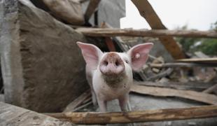 Na Kitajskem iz prašičje mrhovine izdelovali slanino, šunko in mast