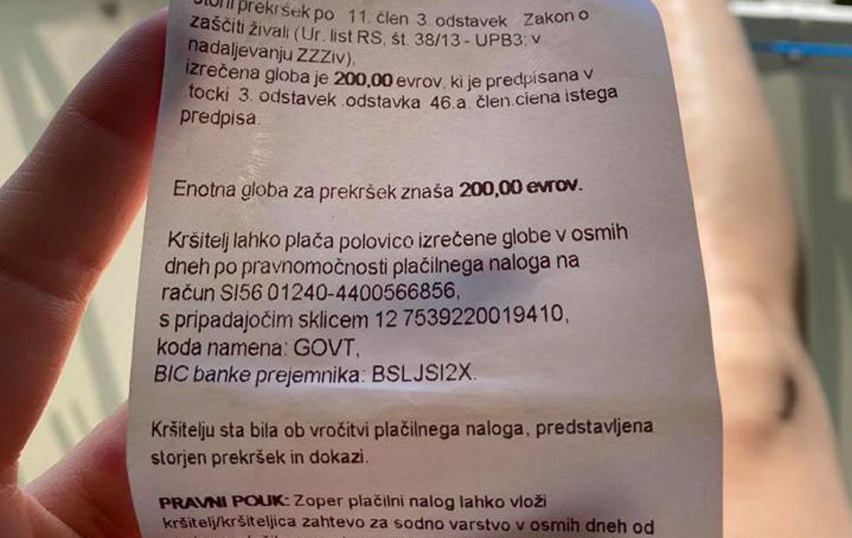 kazen morje Izola redarstvo pes | Z 200 evri so jo oglobili, ker pes ob njej ni plaval na povodcu. | Foto osebni arhiv