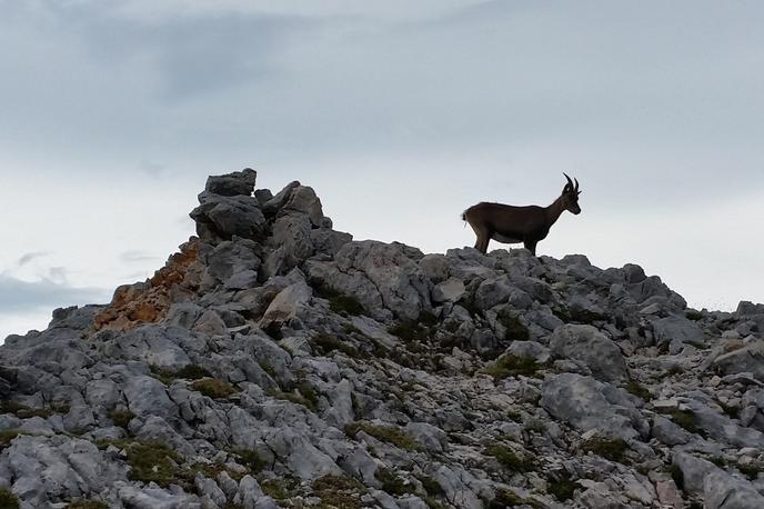 kozorog | Samec Perun in samica Maja sta dobila telemetrični ovratnici, na podlagi katerih ju bo mogoče spremljati eno leto. | Foto STA