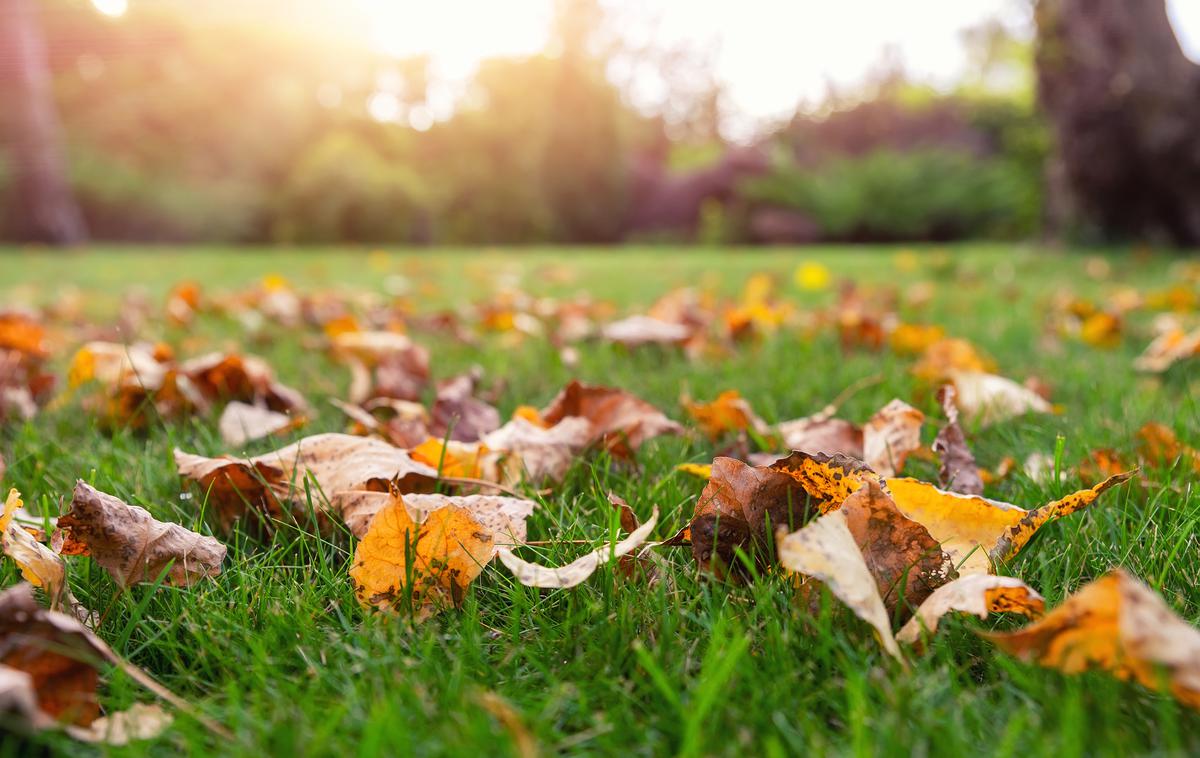 jesensko listje | Foto Shutterstock