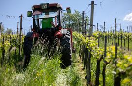 Ekološka kmetija Valentan Vodole Malečnik vino vinograd