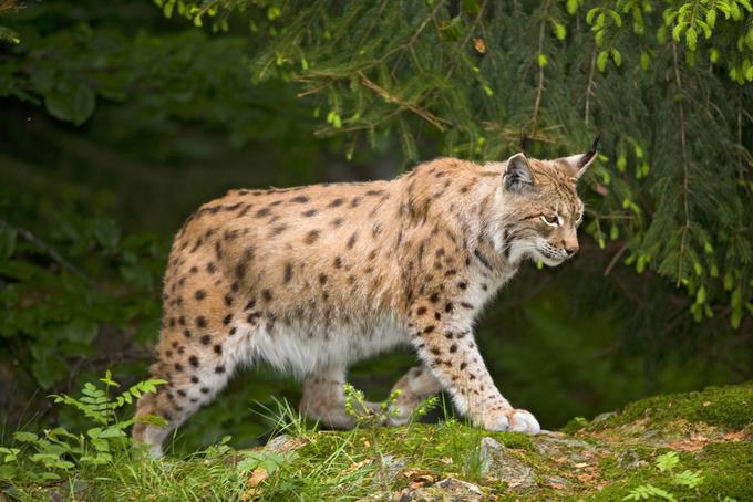 Če ne bi prišlo v daljni slovanski preteklosti do zamenjave glasu l z glasom r na začetku imena, bi Slovenci zdaj risu rekli lis. Tudi ta sprememba imena je morda posledica tabuja. | Foto: Guliverimage