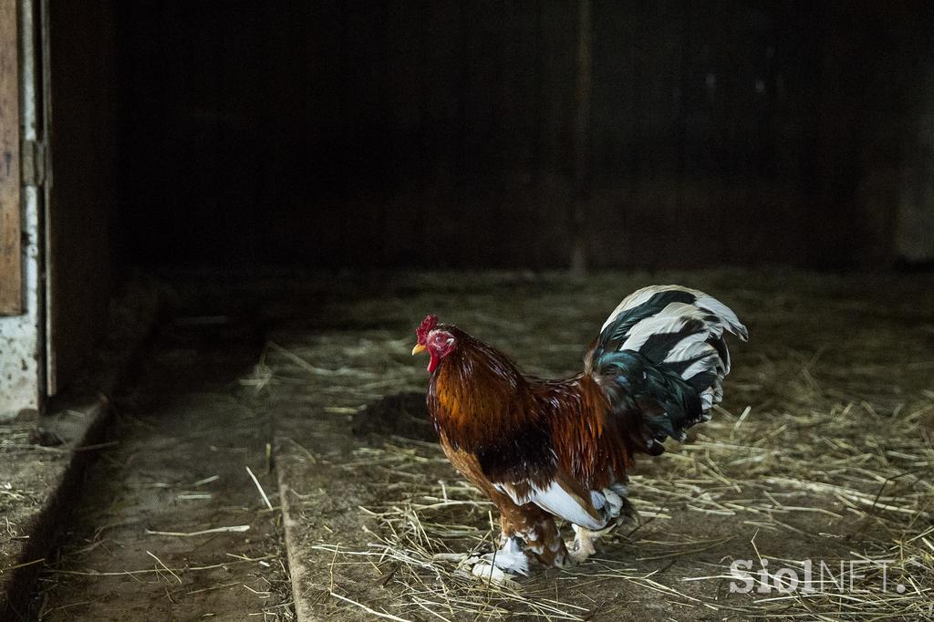 Stanko Valpatič ekološka kmetija vegan veganski izdelki Za naravo Društvo za osvoboditev živali krava veganstvo hrana