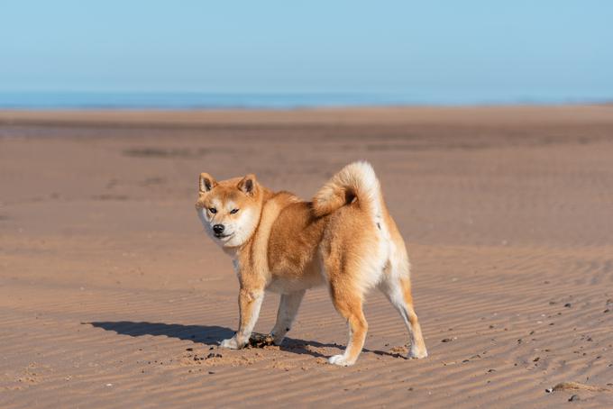 Ena najbolj nenavadnih lastnosti pasme je slavni krik shibe. | Foto: Shutterstock