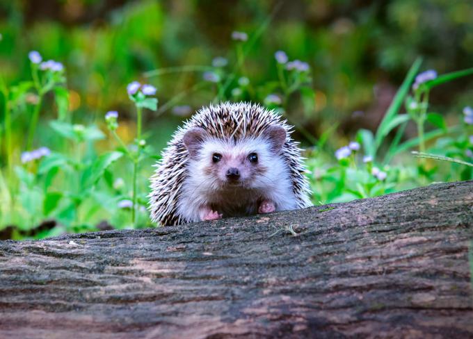 Jež | Foto: Shutterstock