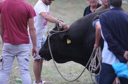 Hrvati zgroženi: bik ušel iz ringa in hudo poškodoval gledalca. Zahtevajo ukinitev bikoborb.