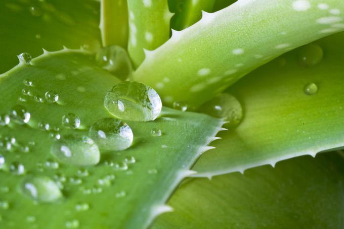 aloe vera | Foto: Thinkstock