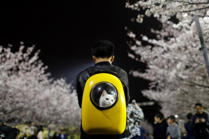 Moški na poseben sprehod po parku v kitajskem Šanghaju pelje svojo mačko, april 2017. | Foto: Reuters