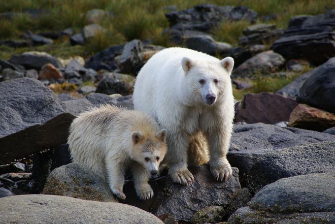 spirit bear | Foto: Thomas Hilmes/Wikimedia Commons