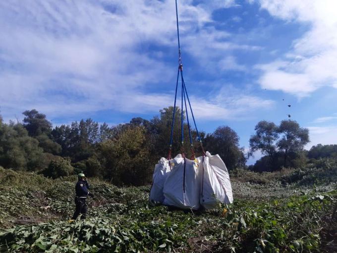 konoplja nasad Mura | Foto: Policija