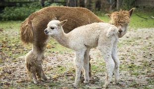 ZOO Ljubljana razveselili prikupni mladički (foto)