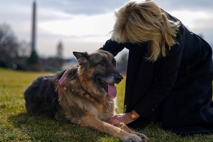 Champ je za razliko od Majorja bolj umirjene narave. | Foto: Reuters