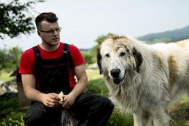 Družinska kmetija Sedmak pastirski psi tornjaki pes Pivka