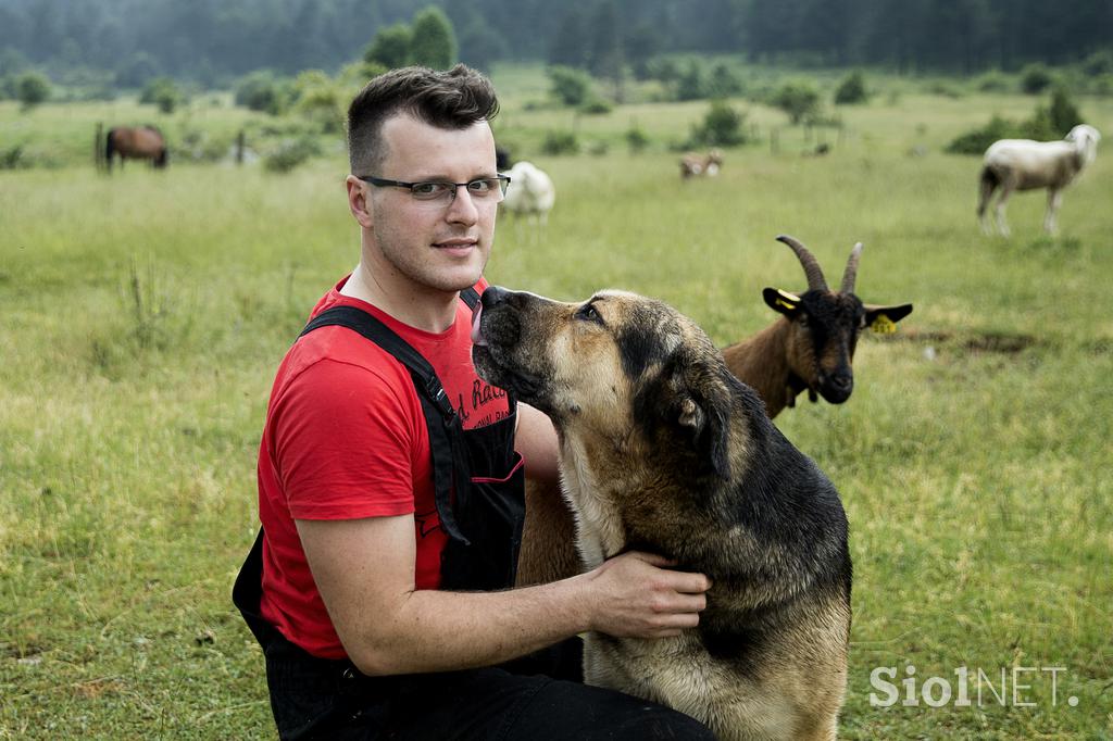 Družinska kmetija Sedmak pastirski psi tornjaki pes Pivka