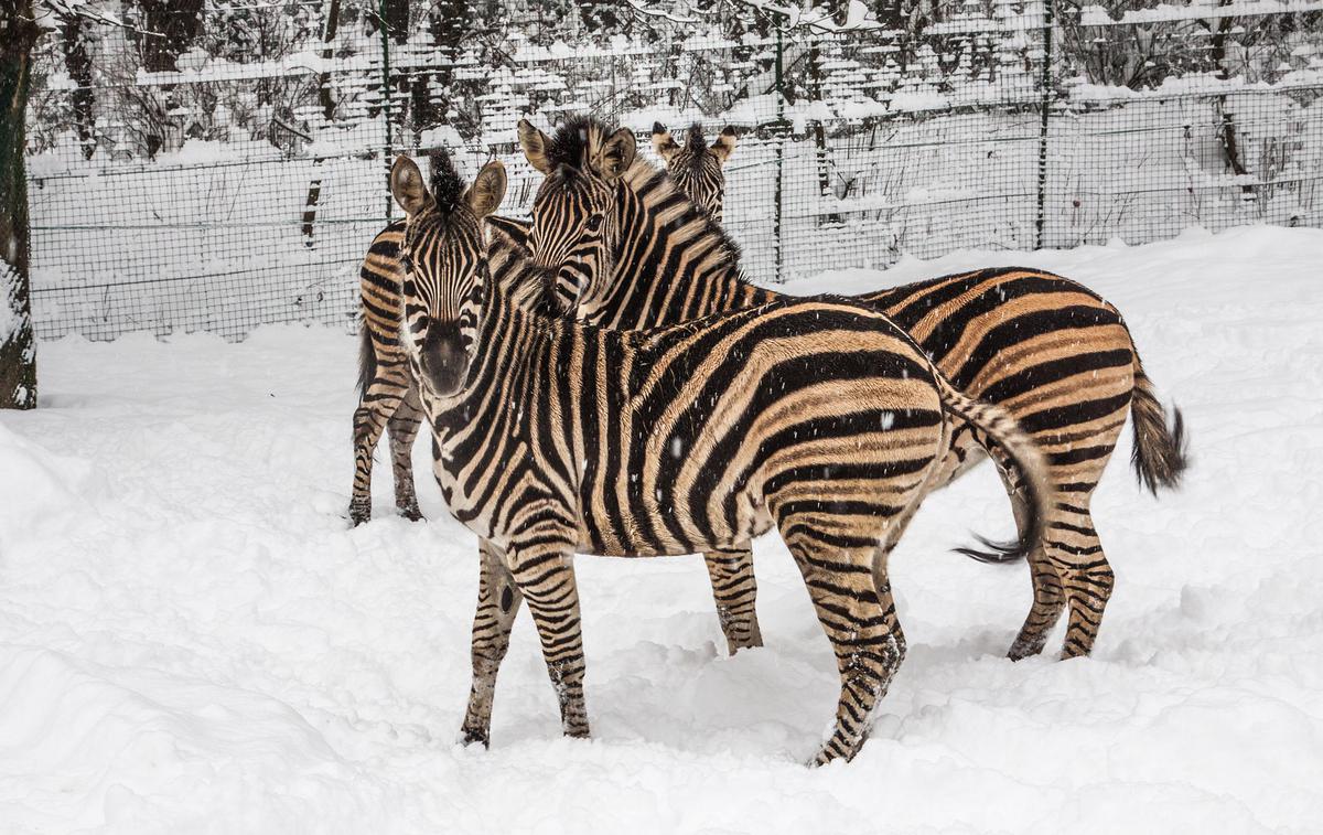 živali | Foto ZOO Ljubljana