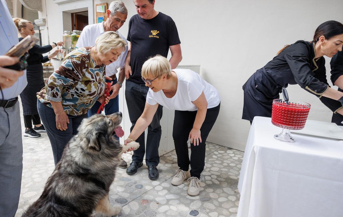 kraški ovčar | Kraški ovčar je edina avtohtona slovenska pasma psov in po navedbah Kinološke zveze Slovenije velja za slovensko naravno dediščino. Mednarodno so bili kraški ovčarji priznani že leta 1939, takrat še pod imenom ilirski ovčar, vnovič in z današnjim imenom "kraševec" pa leta 1968. | Foto STA