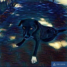 Prisma