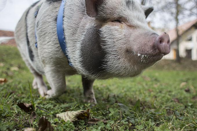 Življenja brez Arturja si pri Štancer Antolinovih ne znajo predstavljati. Ko jih je prejšnji hišnji ljubljenec Edward pred leti nepričakovano zapustil, je bil to za vse velik šok. | Foto: Matej Leskovšek