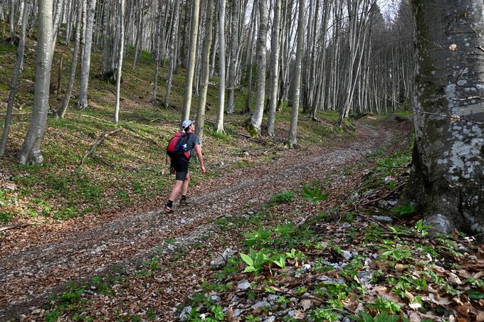 Zložen vzpon iz vasi Golice proti Vivodniku po južnih gozdnatih pobočjih Menine planine | Foto: Matej Podgoršek